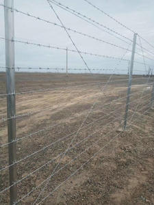 Alambre de Púas Galvanizado BWG14 de 500m, Fabricante de Cercas de Alambre de Púas, Alambre de Púas de 120m - Product Image 5