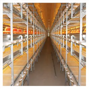 Fully Automated Tunnel Ventilated Broiler Poultry Farm House Multi-tier Chicken Cages in Philippines