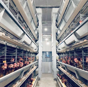 Neue H Geflügelzuchtausrüstung Hochwertiges Automatisches Eiersammelsystem Präzise Temperaturkontrolle für Hühner-Legehennenkäfige - Product Image 5