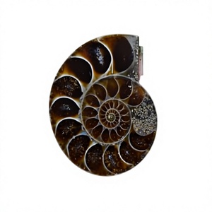 พลอยแอมโมไนต์แท้ 100% จาก FAIJAN GEMS ขายดีที่สุด รูปทรงคาโบชอง รับรองโดยผู้ตรวจสอบอิสระ ปรับแต่งขนาดและรูปทรงได้ เหมาะสำหรับทำเครื่องประดับ - Product Image 1
