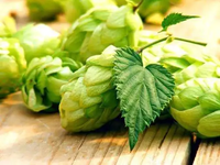 Humulus Lupulus Extract Flavonen Groothandel Bulk Hop Extract Flavonoïden Poeder 4%