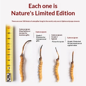 Strisce di <span class=keywords><strong>Cordyceps</strong></span> Militaris Essiccate 100g Senza Zolfo, Fungo Commestibile Coltivato per Zuppe e Infusi Erboristici, 3 Strisce per Grammo, Essiccate al Sole - Product Image 4