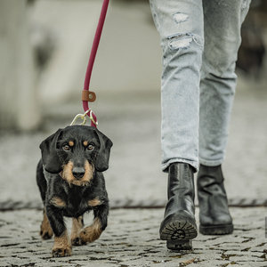 New Arrival Bán Đa-Chức Năng Không Có Kéo Tay Miễn Phí Con Chó Dây Xích Dây Xích Nylon Mạnh Mẽ Đào Tạo Dây Xích - Product Image 6