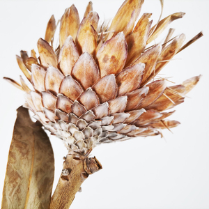 Verano flora Yunnan venta al por mayor y ramo <span class=keywords><strong>de</strong></span> <span class=keywords><strong>flores</strong></span> frescas para la decoración <span class=keywords><strong>de</strong></span> la casa <span class=keywords><strong>de</strong></span> <span class=keywords><strong>flores</strong></span> secas protea - Product Image 6