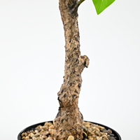 Arbre artificiel classique en forme de fleur de bougainvillier avec tige réaliste pour la décoration intérieure des hôtels, salons et restaurants en faveur du Nouvel An
