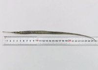 Hai Long Vente en gros de poisson-dragon de mer séché de haute qualité, poisson-tube séché