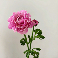 Fleur artificielle de renoncule en soie à 2 têtes de haute qualité W-A0288 – Renoncule de qualité supérieure pour décoration de mariage, fête et maison