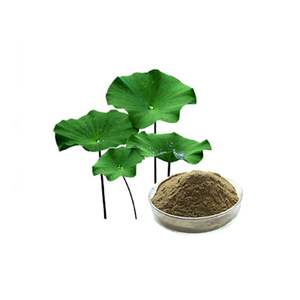 Hoge Potentie Lotusblad <span class=keywords><strong>Extract</strong></span> <span class=keywords><strong>2</strong></span>% Nuciferine Hplc Getest <span class=keywords><strong>Nelumbo</strong></span> Nucifera Poeder 25Kg/Drum - Product Image 2