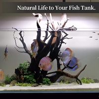 Bois de bogue polonais artificiel pour aquascape, design araignée, petit bois flottant pour aquarium, bois de bogue de rivière