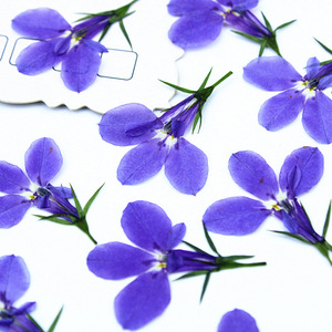Pack de <span class=keywords><strong>Lobelia</strong></span> Pressée Naturelle pour la Fabrication de Sous-Verres en Résine Époxy, la Création de Bijoux, la Fabrication de Bougies, les Incrustations de Savon et la Décoration Artisanale DIY - Product Image 2