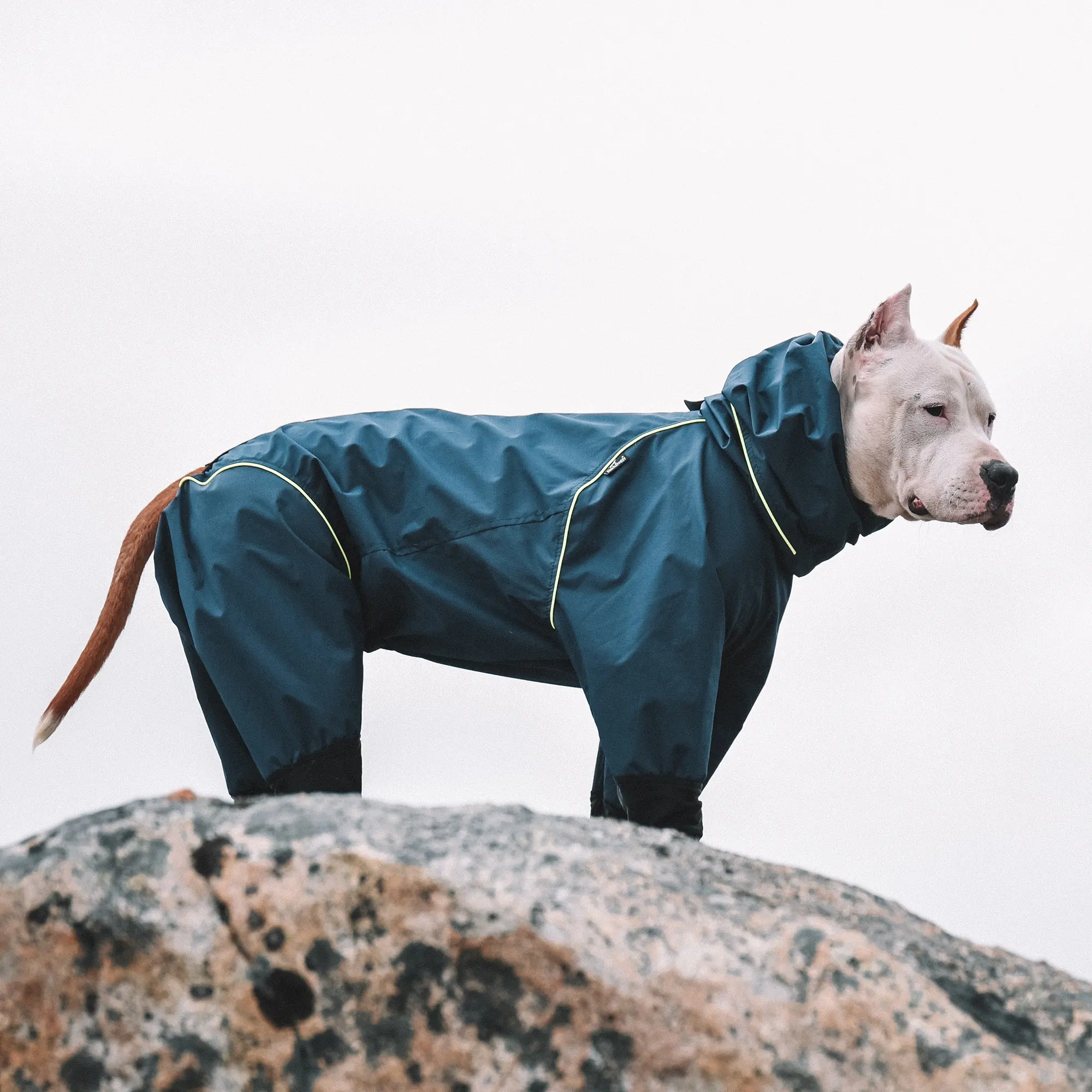 Cão com 4 pés impermeável, casaco de chuva para cachorro com 4 pés