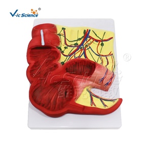Modello Anatomico di Appendice e Ceco in PVC a Grandezza Naturale per l'Insegnamento di Gastroenterologia CE ISO ROHS CNAS - Product Image 2