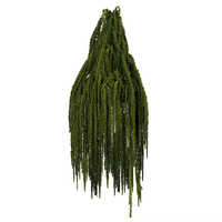 Fleurs suspendues d'Amaranthus Caudatus préservées dans la glycérine, en gros, 60-100 cm de long, bouquet décoratif séché pour mariage et fête