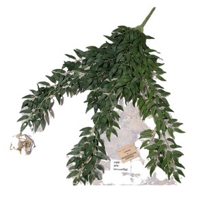 Décoration murale en feuilles de saule artificielles, branche en plastique de 30 cm à 100 cm, pour mariage, décoration de salon - Product Image 5