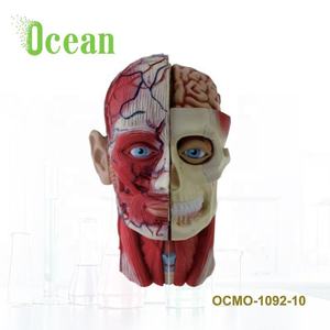 मानव सिर और गर्दन के साथ संरचनात्मक मॉडल पेशी cerebrovascular तंत्रिका रक्त वाहिकाओं - Product Image 1