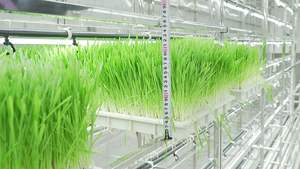 Contenedor de Envío de Acero Inoxidable de 40HQ para Granja Hidropónica, Invernadero, Sistema de Cultivo Vertical, Máquina para Producción de Forraje y Planta - Product Image 5