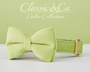 Collar y Correa Personalizados para Perro Avocado Vee con Diseño de Flor y Lazo, Placa con Nombre Grabada en Oro, Accesorio Unisex para Cachorros de Boda - Product Image 4