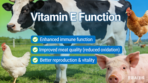 Vitamine E de qualité alimentaire 50% en poudre, <span class=keywords><strong>soluble</strong></span> dans l'eau, VE pour la nutrition animale - Product Image 3