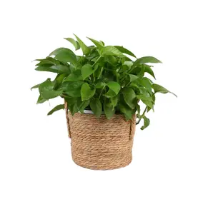 Hot selling new designed seagrass Planter Basket Planter for Indoor and Outdoor Plants Perfect for Flower Pot Covers