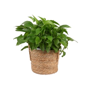 Spéciale — panier <span class=keywords><strong>de</strong></span> planteur en jonc <span class=keywords><strong>de</strong></span> mer, nouveau design, pour plantes d'intérieur et d'extérieur, parfait pour les couvercles <span class=keywords><strong>de</strong></span> <span class=keywords><strong>Pot</strong></span> <span class=keywords><strong>de</strong></span> fleurs, offre spéciale - Product Image 1