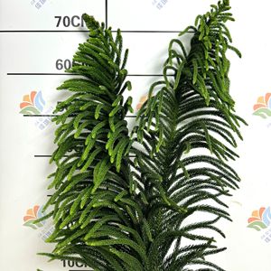 Ramas Frescas de <span class=keywords><strong>Araucaria</strong></span> Niloticosa para Decoración Floral de Bodas y Navidad, Planta Acuática Verde Fresca para el Festival de Primavera - Product Image 3