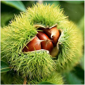 Machine de décortiqueur de noisette de retrait de coquille de châtaigne d'automation Machine commerciale de peau de châtaigne crue de peau de châtaigne - Product Image 3