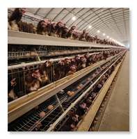 Nouvelles cages à poulets de couche de batterie de type A pour les cages à volaille de ferme de poulets de 1000 couches