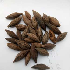 Album Cây Cỏ Khắc Khô Tự Nhiên Hạt Cây Hạt Ô Liu Hạt Ô Liu Tươi - Product Image 4