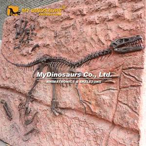 Esqueleto fósil dinosaurio Velociraptor realista My Dino Mundo Jurásico de los años 2000 - Product Image 2