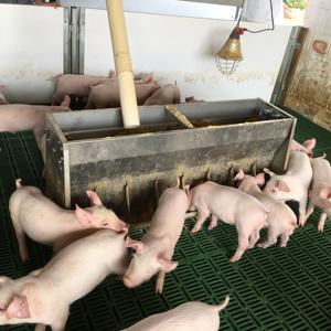 Mangiatoia per suini a secco e umido in acciaio inossidabile 304 per allevamento di suini con divisore alimentatore a doppia faccia a quattro teste - Product Image 4