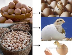 Vente automatique électrique d'incubateur d'oeufs d'opération facile/incubateurs d'oeufs pour le poulet/oeufs d'incubateur - Product Image 6