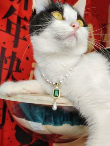 Collar de gato de perlas de lujo con colgante de gama alta seguro perro gato mascotas collar joyería para <span class=keywords><strong>gatitos</strong></span> <span class=keywords><strong>persas</strong></span> - Product Image 6