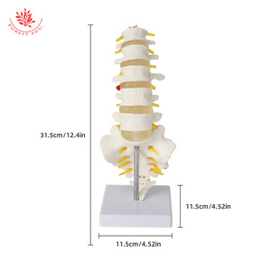 Modèle de colonne lombaire FRT034, modèle de ceinture vertébrale lombaire à cinq segments et de sacrum, modèle de hernie discale intervertebrale - Product Image 1