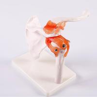Modelo de Esqueleto Humano con Articulación del Hombro a Tamaño Real A1023, para Enseñanza Médica, Exhibición en Clínicas, Escuelas y Laboratorios