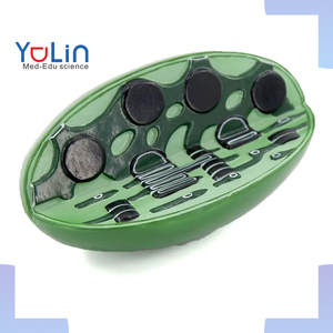 Modelo de enseñanza biológica, modelo de cloroplasto microscópico anatómico de planta para herramienta de enseñanza escolar - Product Image 1