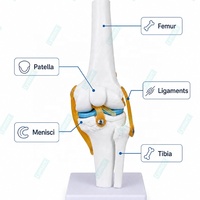 Modèle d'enseignement anatomique de l'articulation du genou humain en plastique grandeur nature avec ligaments