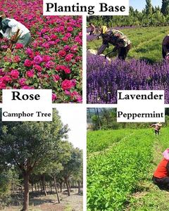 Venta al por mayor, suministro <span class=keywords><strong>de</strong></span> OEM/ODM, superventas, <span class=keywords><strong>aceite</strong></span> <span class=keywords><strong>de</strong></span> transporte a granel natural puro, jojoba, argán, almendra, aguacate, <span class=keywords><strong>Oliva</strong></span>, rosa mosqueta, semillas para <span class=keywords><strong>uso</strong></span> corporal - Product Image 4