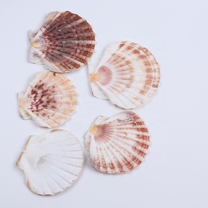 Vỏ Sò Biển Tự Nhiên Bán Chạy - Product Image 3