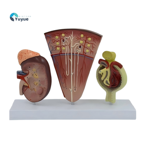 Мини-сечение почек, набор моделей нефрона и клубочков-с надпочечниками, подставка на основании - Product Image 1
