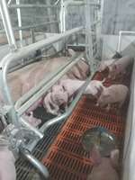 Bétail Porc Truie Caisses de mise bas Équipement de lit Stylo de truie et stylo de mise bas Cages pour animaux pour porcs à vendre Caisses de mise bas