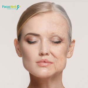 Resveratrol en Polvo Focusherb CAS 501-36-0, Extracto de Polygonum Cuspidatum, 99% de Resveratrol - Product Image 2