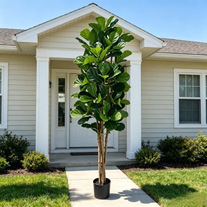 Wholesale prices for Ficus pandurata with real wooden poles. Direct from the factory. Durable and evergreen - Product Image 4