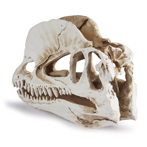 Scultura di Teschio di Drago in Resina, OEM ODM Personalizzata, Testa di Dinosauro Fossile Vintage Fatta a Mano in Poliresina, Decorazione di Halloween, Produttore - Product Image 2