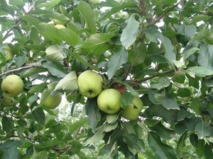 Mele Verdi Manzana a Basso Prezzo, Mele Piccole Rosse dal Gusto Croccante, Prezzo Conveniente dalla Cina - Product Image 4