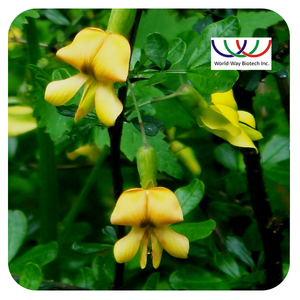 Экстракт астрагала, супер трава, домашняя доставка, органический порошок астрагала - Product Image 5