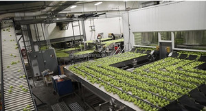 Dây chuyền sản xuất nước sốt Lê nhà máy sản xuất mứt táo lê - Product Image 6