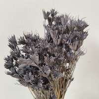 Yunnan Sheng Cai Biji Nigella Kering Terawetkan, Love in a Mist Alami Asli Abadi Selamanya, Bunga Kering untuk Dekorasi Pernikahan dan Rumah