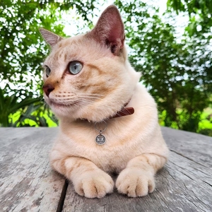 Conception personnalisée laiton métal gravé <span class=keywords><strong>nom</strong></span> logo personnalisé pendentif chien <span class=keywords><strong>chat</strong></span> étiquettes d'identification pour animaux <span class=keywords><strong>de</strong></span> compagnie - Product Image 5