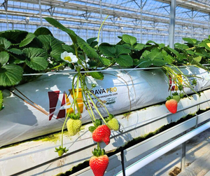 Sacs de culture en fibre de coco ARAVA, écologiques et biodégradables, pour la culture des fraises en serre - Product Image 1