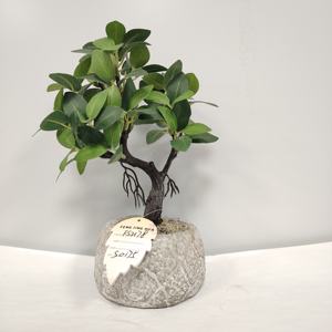 Mini <span class=keywords><strong>Bonsai</strong></span> Artificiale di Bosso in Vaso - Pianta Verde dall'Effetto Realistico per Arredamento Interno di Casa, Ufficio e Hotel - Product Image 1
